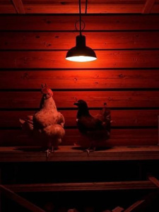 Инфракрасная лампа для обогрева птиц и животных, 100 Вт, цоколь Е27 Огонёк OG-LDP42A